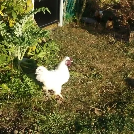 Oda ve Kahvaltı Alaguyauder La